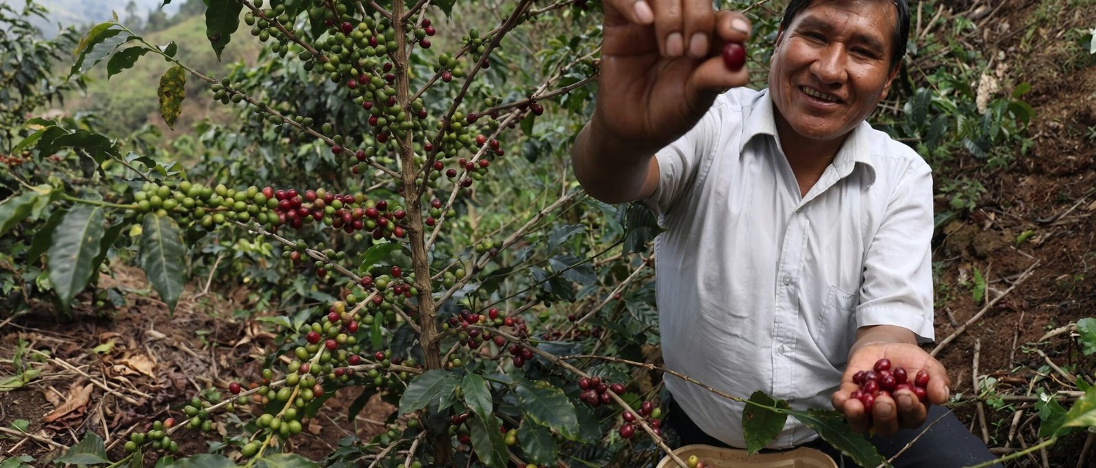 Raúl Mamani muestra cerezas de café rojas recién cosechadas en su cafetal