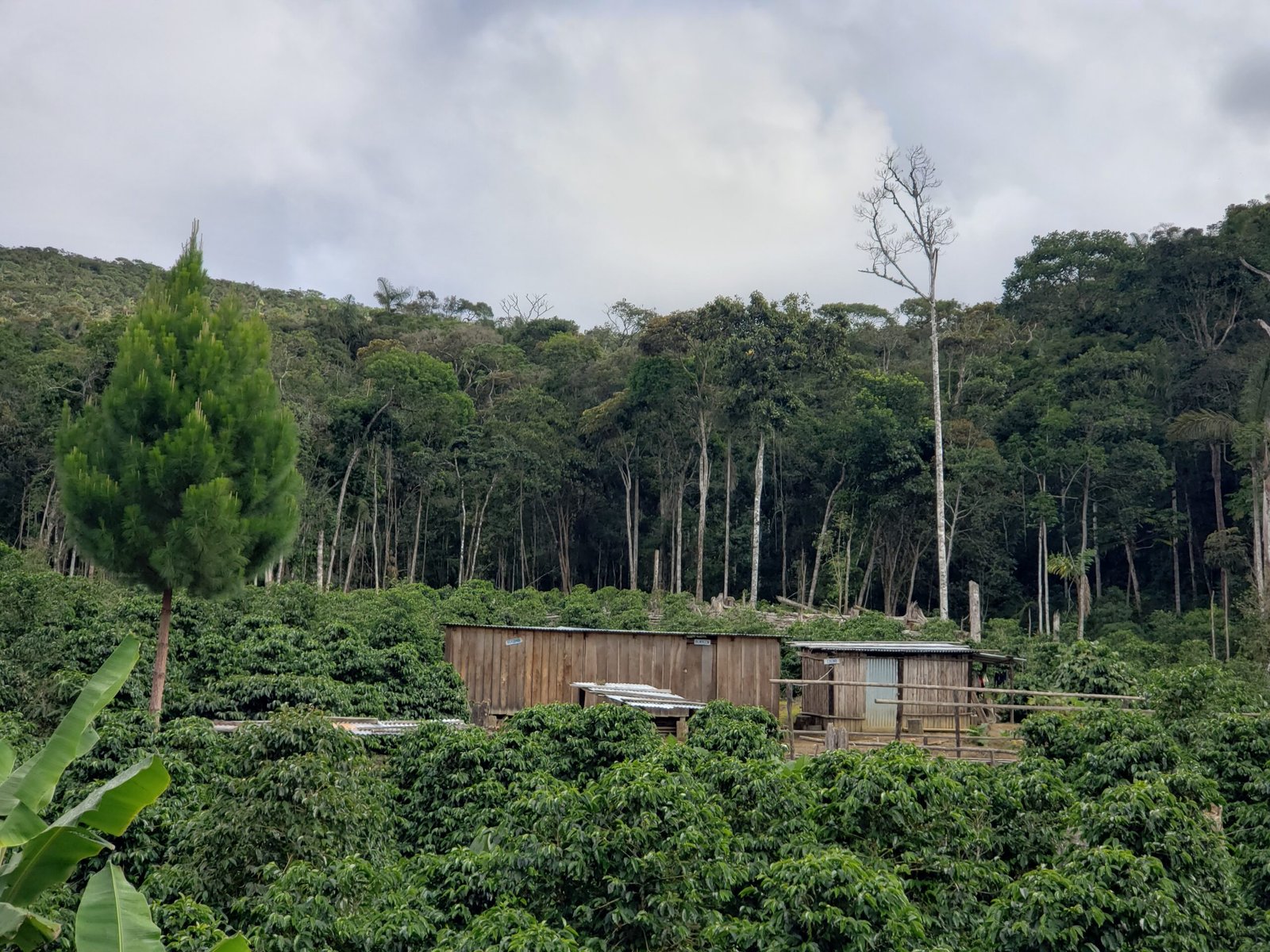Cafetales y bosque de selva alta, con dos casetas de madera, en una finca de café del Perú